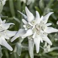 Leontopodium alpinum 'Mont Blanc'