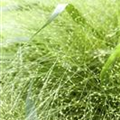 Panicum virgatum
