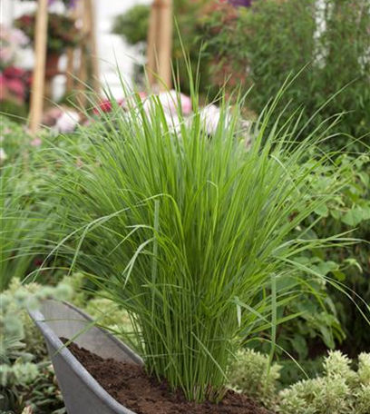Keine Scheu vor Pflanzen im Badezimmer! Viele Gewächse fühlen sich hier superwohl.