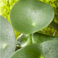 Pilea peperomioides