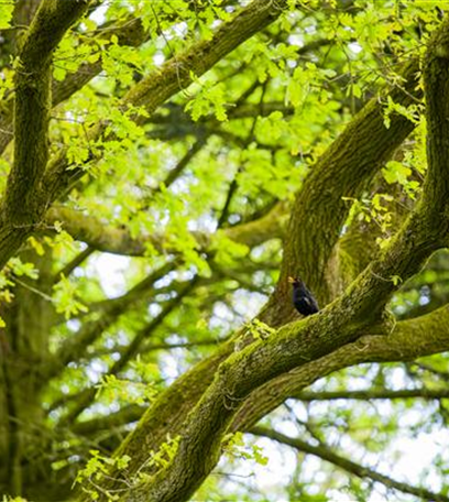 Hecken und andere Gehölze im Herbst pflanzen
