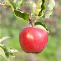 Malus domestica 'Alkmene'
