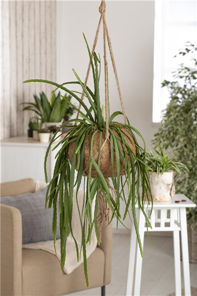 Lepismium bolivianum, Blattkaktus