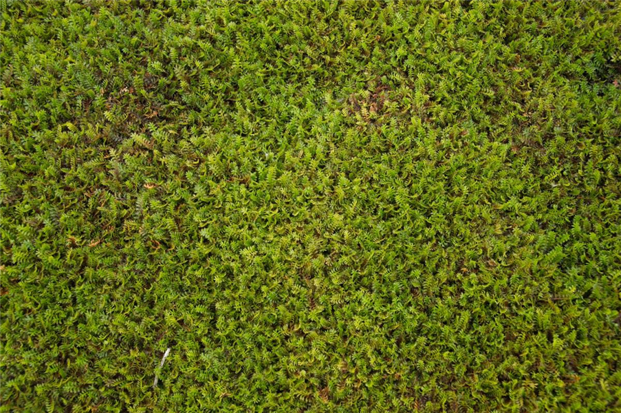 Brauner Fiederteppich Brauner Fiederteppich