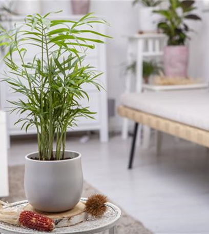 Wie versorge ich Zimmerpflanzen während eines kurzen Urlaubs?