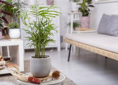 Wie versorge ich Zimmerpflanzen während eines kurzen Urlaubs? Wie versorge ich Zimmerpflanzen während eines kurzen Urlaubs?