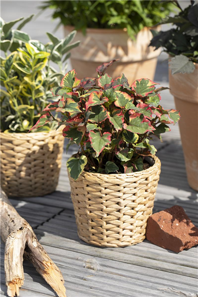 Buntblättriger Garten-Eidechsenschwanz Buntblättriger Garten-Eidechsenschwanz