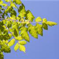 Koelreuteria paniculata