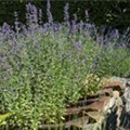 Perovskia atriplicifolia