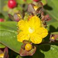Hypericum inodorum