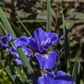 Iris x germanica, blau