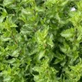 Mentha spicata 'Crispa'