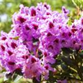 Rhododendron 'Kabarett'®