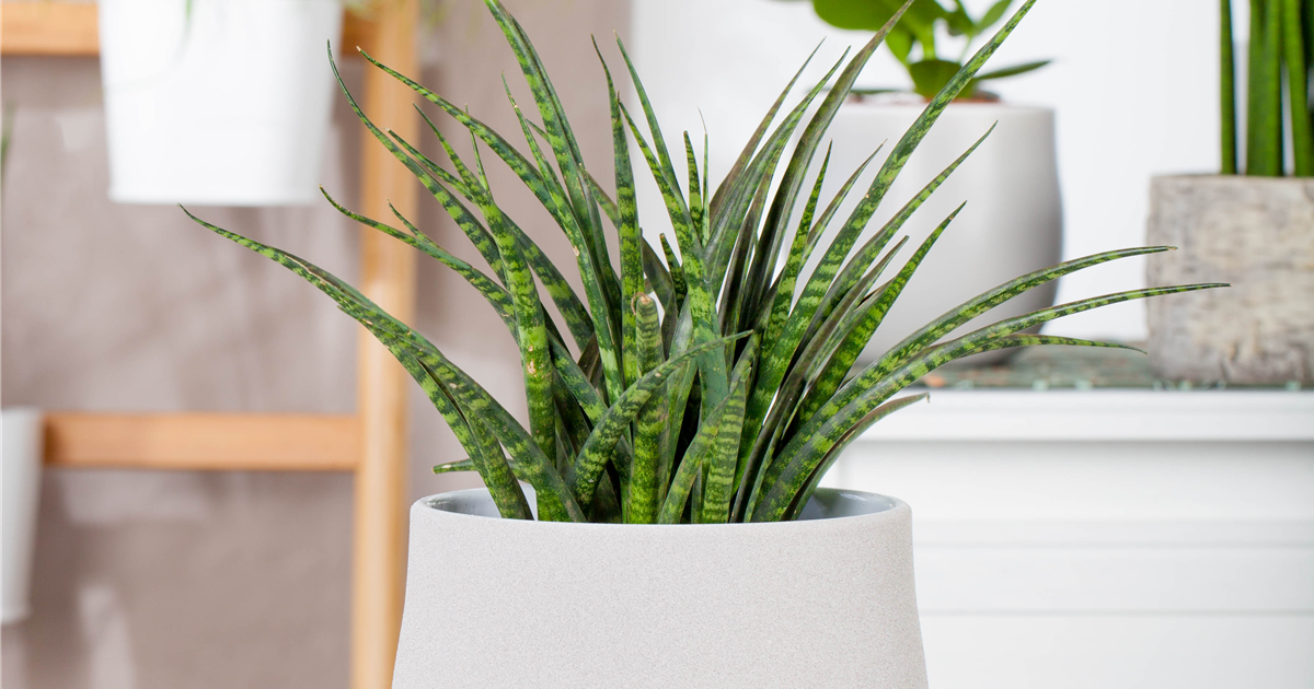 Sansevieria 'Fernwood Punk', Bogenhanf
