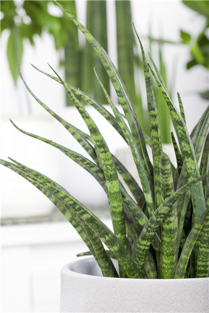 Sansevieria 'Fernwood Punk', Bogenhanf