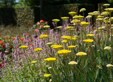 Staudengarten – Gestaltungshinweise und Tipps Staudengarten – Gestaltungshinweise und Tipps