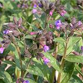 Pulmonaria saccharata 'Lewis Palmer'