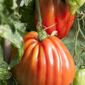 Solanum lycopersicum Fleischtomate