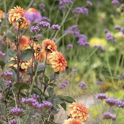 Das Blumenbeet pflegen – vom Gießen, Düngen und Schneiden