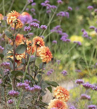 Das Blumenbeet pflegen – vom Gießen, Düngen und Schneiden
