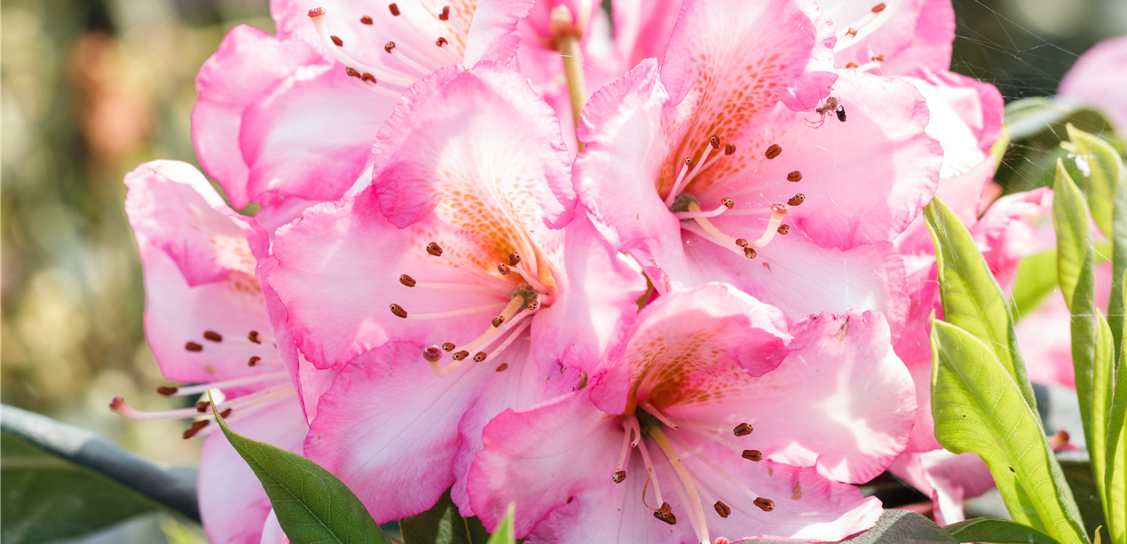 Rhododendron 'Kurfürstin Sophie'