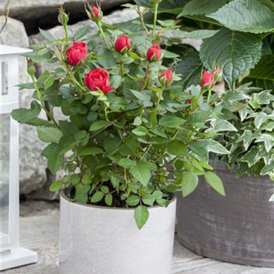 Minirose Kordana® Minirose Kordana®