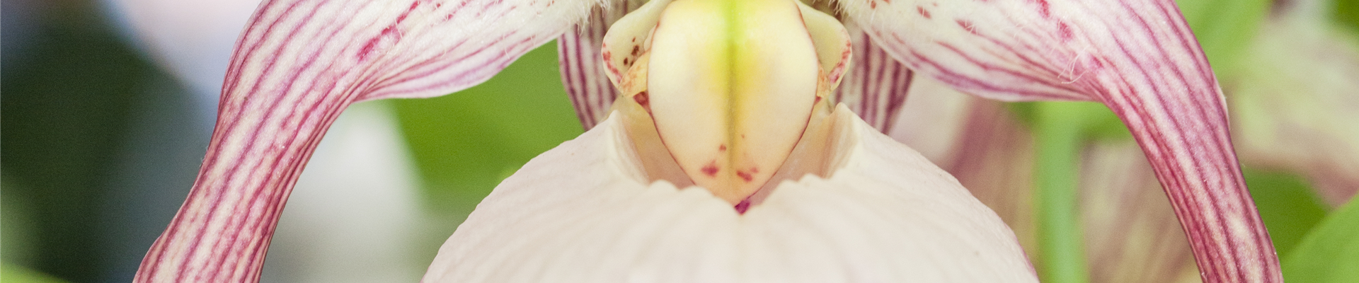 Cypripedium Cypripedium