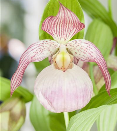 Orchideen – von pflegeleicht bis anspruchsvoll