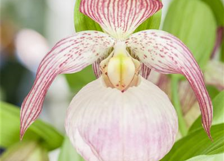 Orchideen im Garten Orchideen im Garten