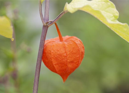Exotische Früchte gedeihen auch im eigenen Garten Exotische Früchte gedeihen auch im eigenen Garten