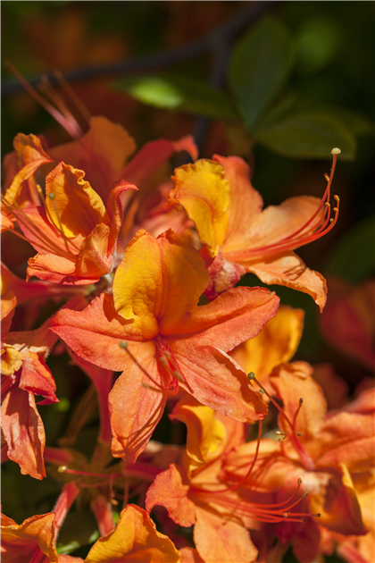 Rhododendron luteum, Laubabwerfende Azalee