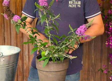 Sommerflieder - Einpflanzen in ein Gefäß Sommerflieder - Einpflanzen in ein Gefäß