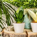 Sansevieria trifasciata 'Golden Hahnii'