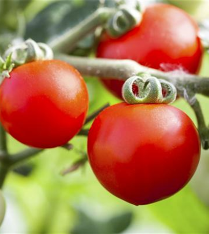 Urban Gardening – Gärtnern ohne großen Garten