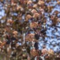 Physocarpus opulifolius 'Tiny Wine'®