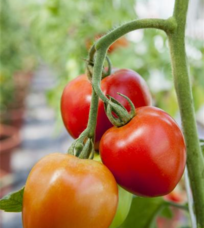 Tomatenrausch - So gelingen Anzucht, Kultur und Ernte