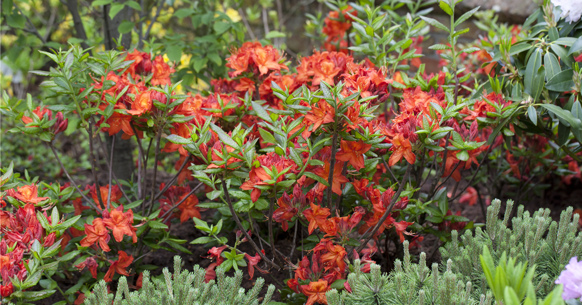 Rhododendron-luteum-Parkfeuer-1200x630-proportionalsmallest.webp