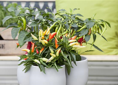 Ein Naschgarten auf dem Balkon Ein Naschgarten auf dem Balkon