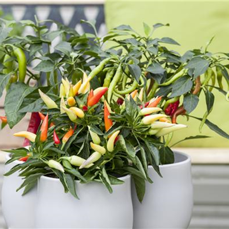 Ein Naschgarten auf dem Balkon Ein Naschgarten auf dem Balkon