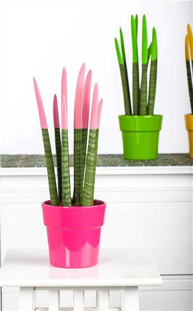 Sansevieria Velvet Touch, Bogenhanf Velvet Touch