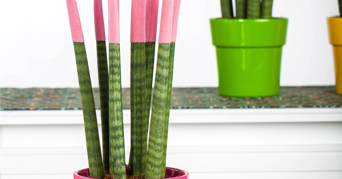 Sansevieria Velvet Touch, Bogenhanf Velvet Touch
