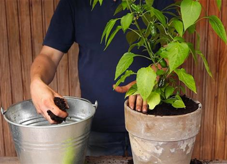 Paprika - Einpflanzen in ein Gefäß Paprika - Einpflanzen in ein Gefäß