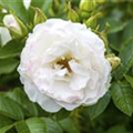 Rosa x centifolia