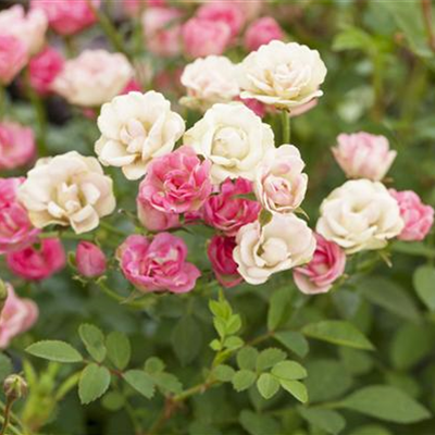 Kleinstrauchrose 'LillyRose™ Wonder5' Kleinstrauchrose 'LillyRose™ Wonder5'