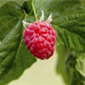 Rubus idaeus 'Malling Promise'
