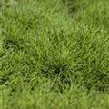 Santolina viridis