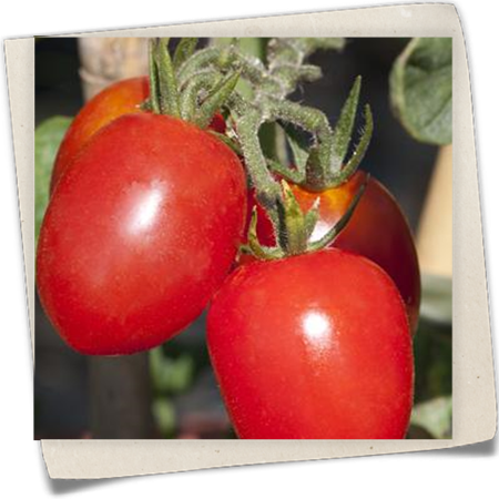 Roma-Tomate Roma-Tomate