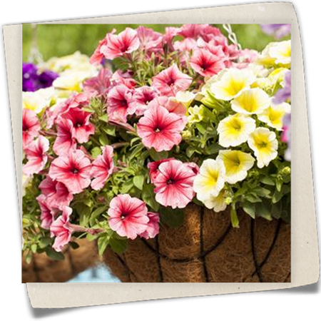 Petunie 'Potunia'® Petunie 'Potunia'®