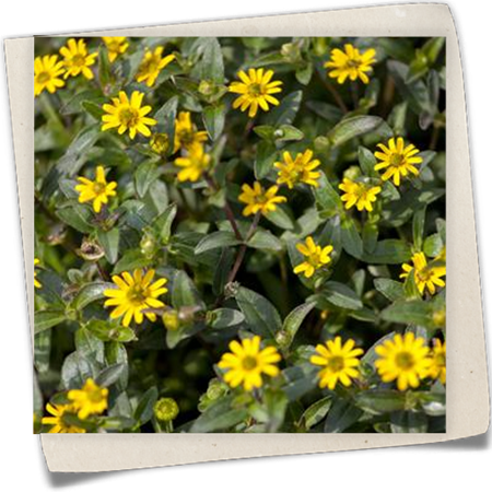 Husarenknopf Husarenknopf