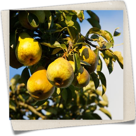 Birne 'Gellerts Butterbirne' Birne 'Gellerts Butterbirne'